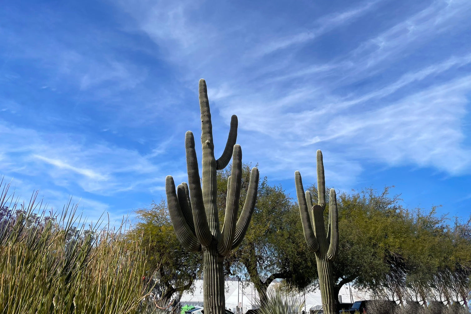 Gems of Tucson -1-